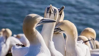 TIANBO SPORTS-皮亚尼奇：我在巴萨出场时间太少 不懂这是为什么